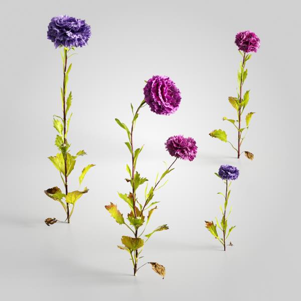 Flower 3D Model - دانلود مدل سه بعدی گل - آبجکت سه بعدی گل - دانلود آبجکت سه بعدی گل - دانلود مدل سه بعدی fbx - دانلود مدل سه بعدی obj -Flower 3d model- Flower 3d Object - Flower OBJ 3d models - Flower FBX 3d Models - Outdoor-گیاهان بیرونی 